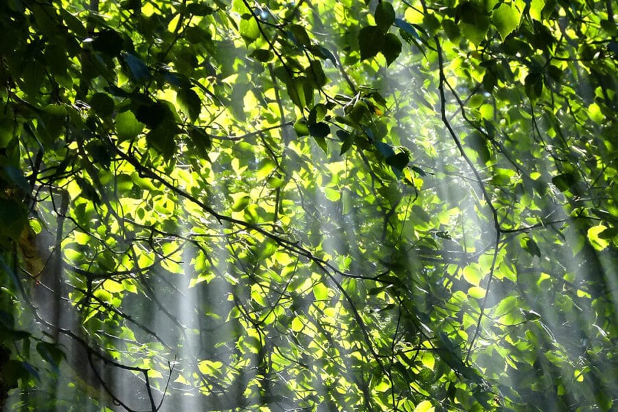 Lent reflection: From injustice to flourishing for all God’s people